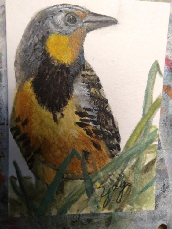 Image Note: Meadow Lark/ Aceo, Gouache