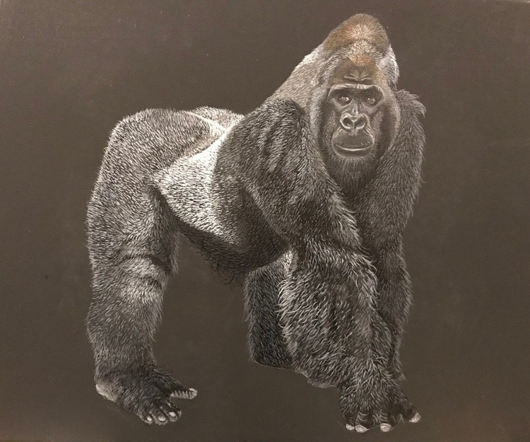 GORILLA
