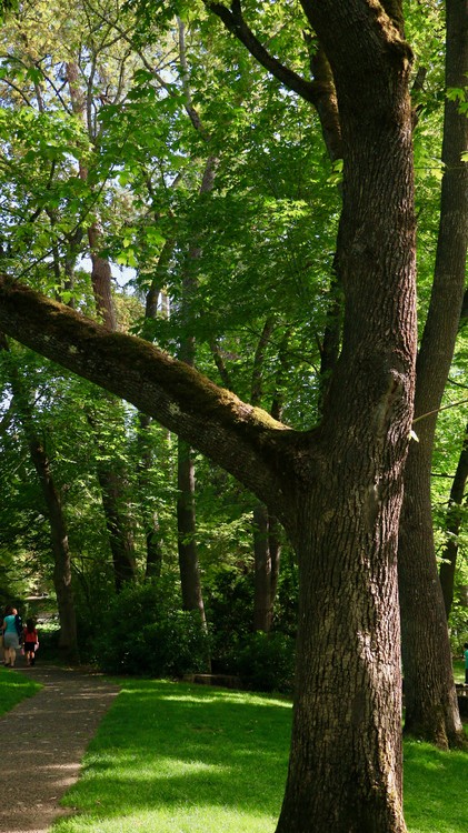 V Tree