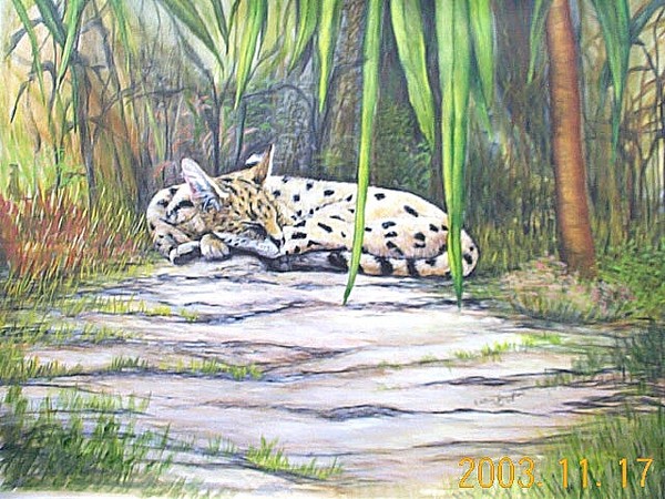 jungle cat