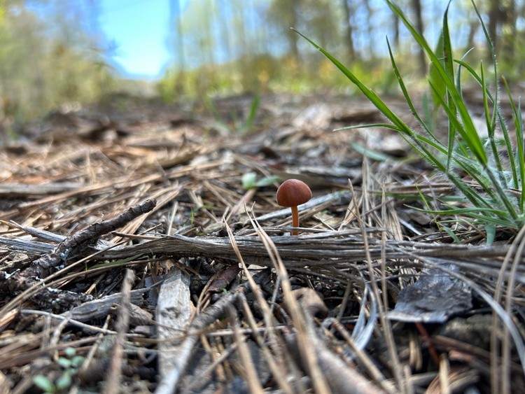 Mushroom 1