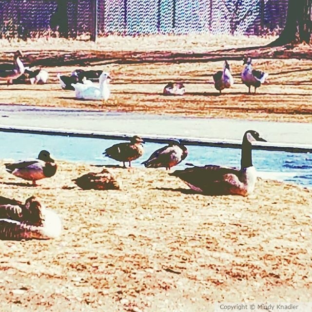 ducks