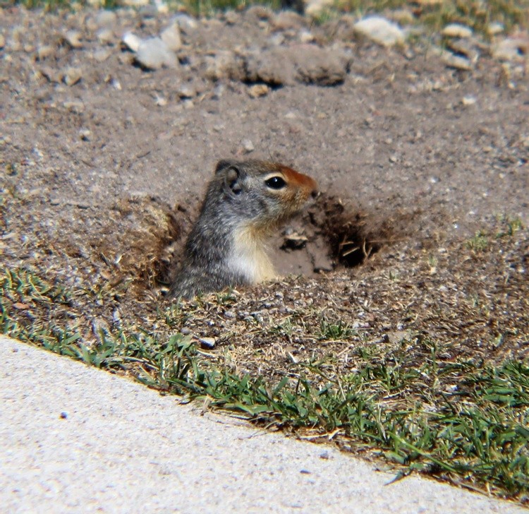Ground squirrel 