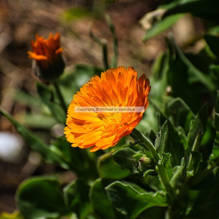 Crepis Aurea