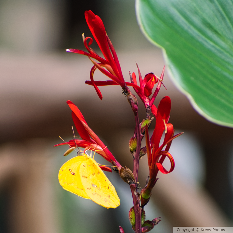 Yellow Moth