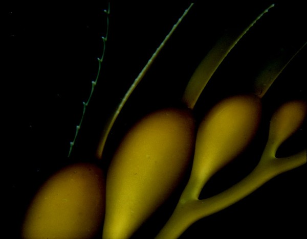 Kelp 04