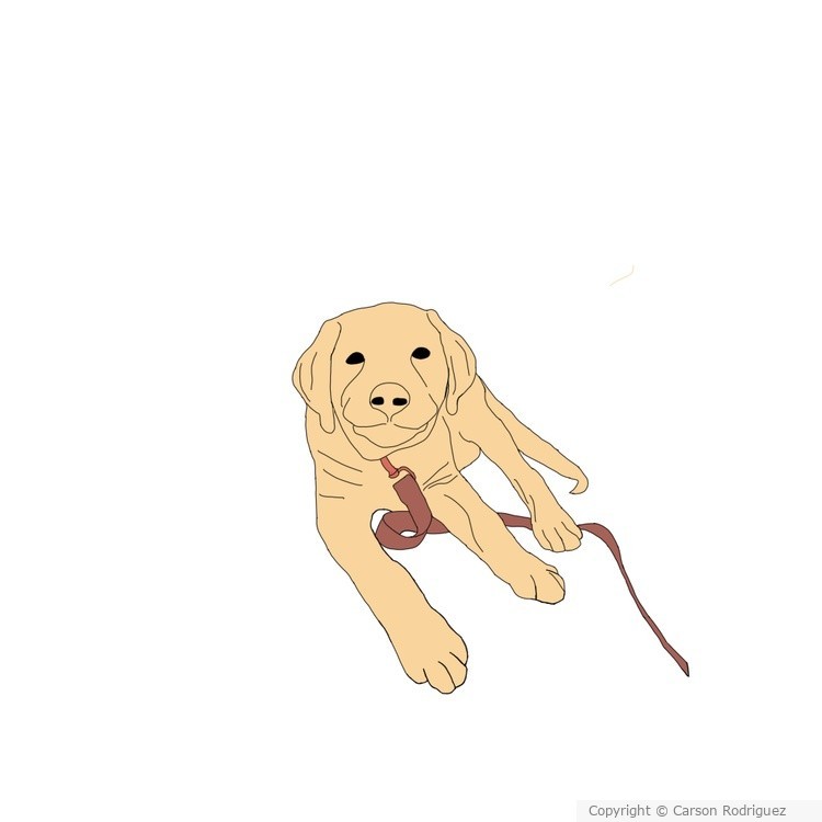 Look at this cute dog