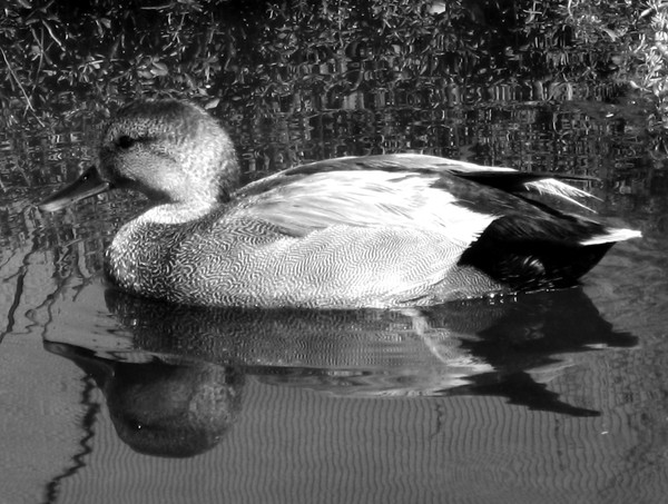KAREN MURO DUCK