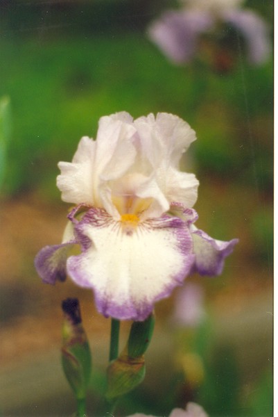 Iris