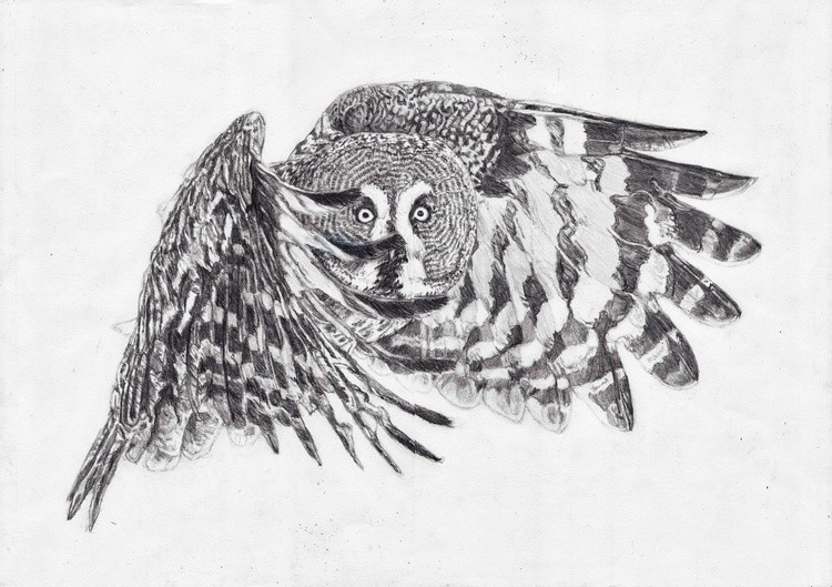Great Grey Owl