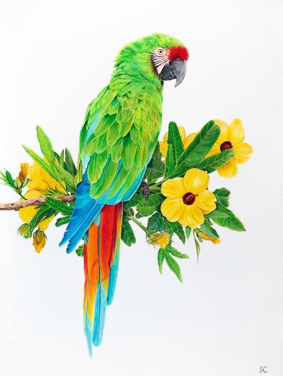 Green macaw