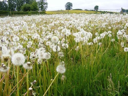 Pusteblumen Wiese