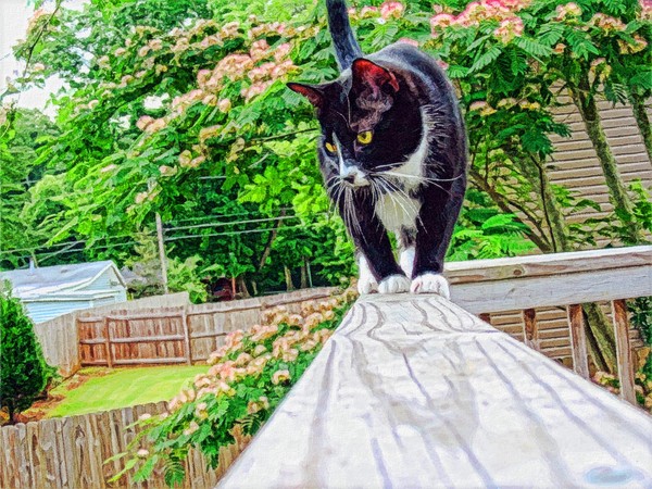 Cat Walk