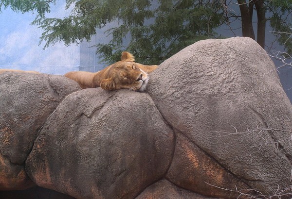 Lazy Kitty
