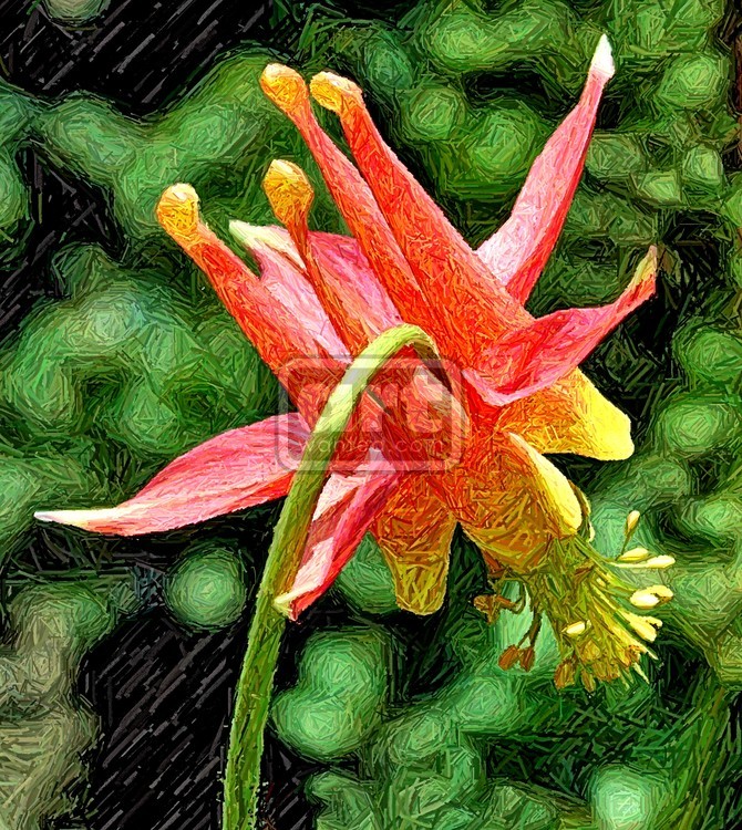 Columbine