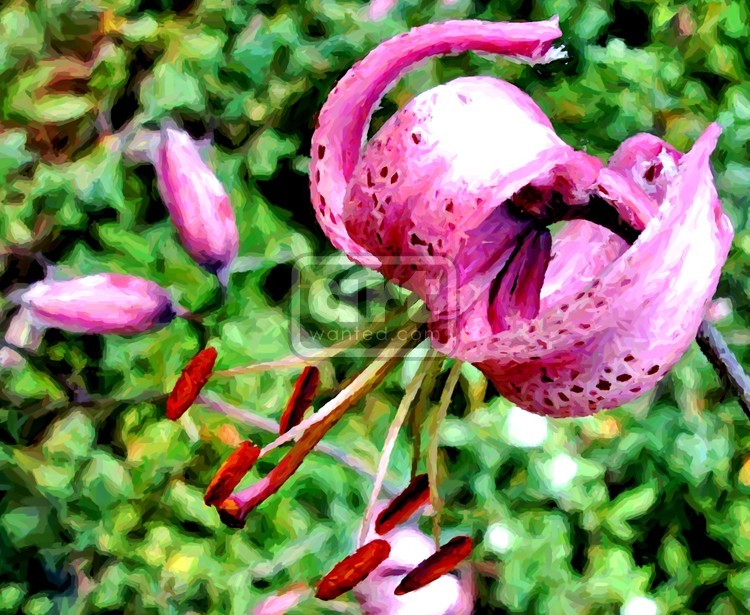Purple Tiger Lily