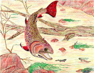 Brookie