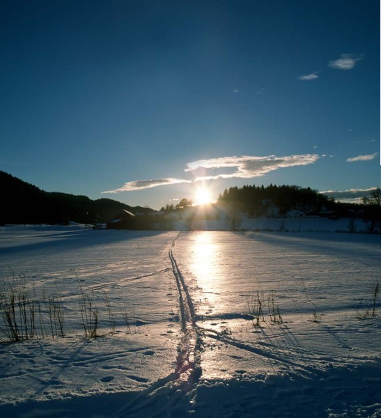 Ski tracks in the snow