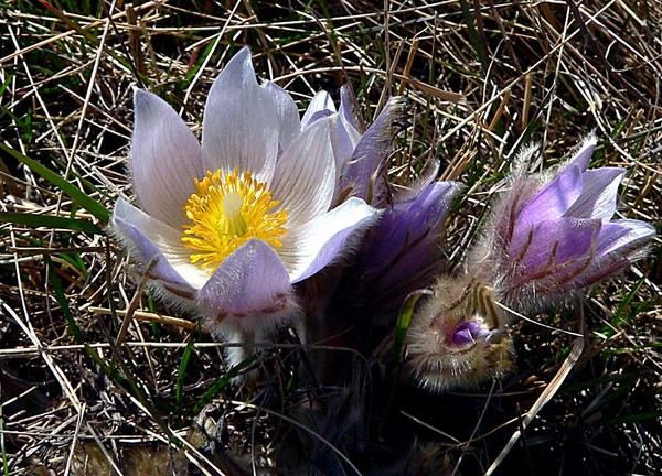 Crocus (Prairie Anemone)