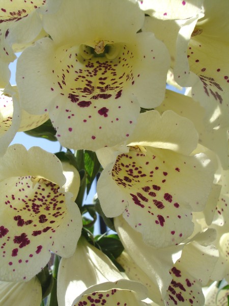 Closer to the yellow bells
