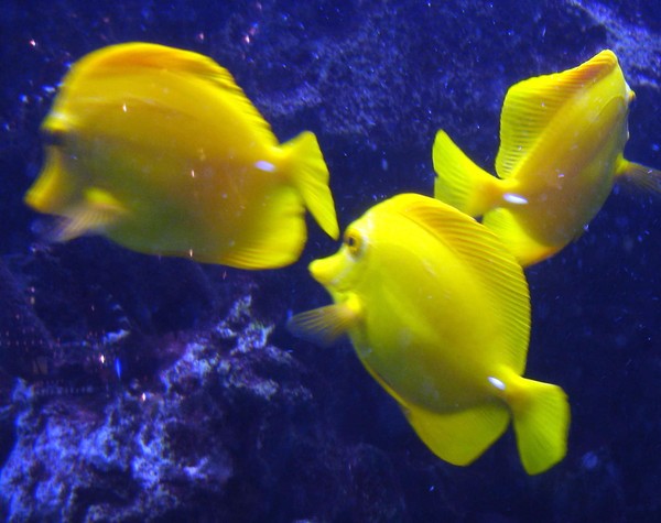 Yeller Friends