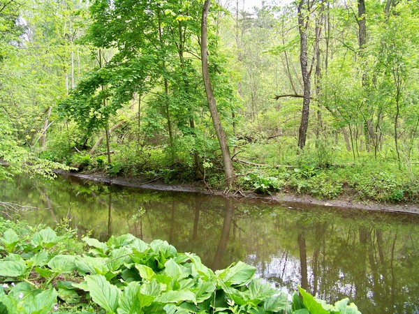 Reflection Pond