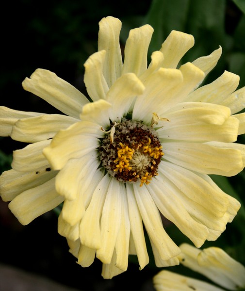 Sea Flowers - Ivory