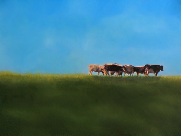 Cows
