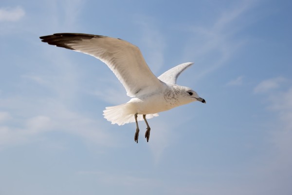 Gull III