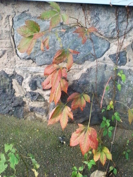 Fall Colors