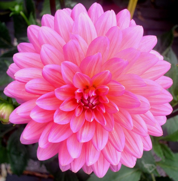 Pink Beauty