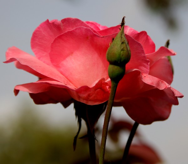 Which is loveliest in a rose?