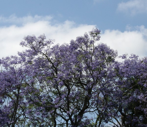The jacarandas are in bloom again