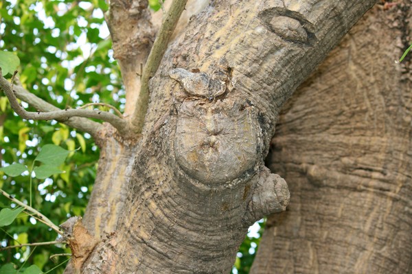 Can you see a face on the trunk?