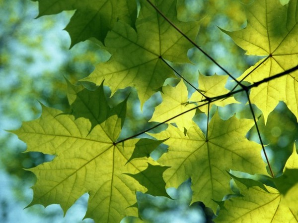 Maple Leaves