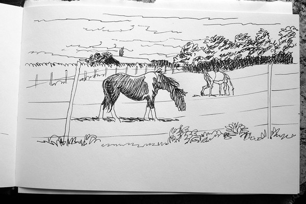 Grassing horses