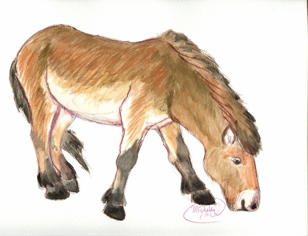 Przewalski's Horse