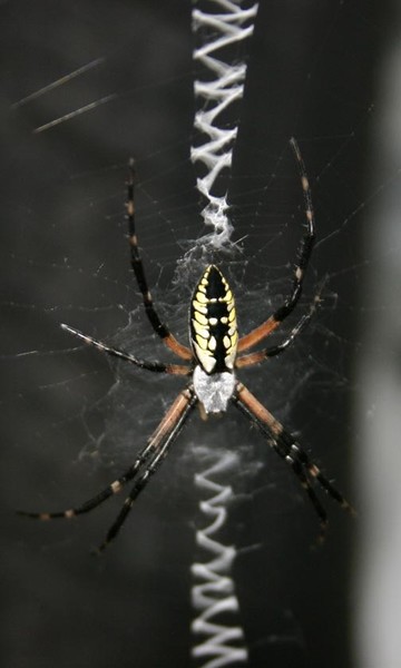 garden spider