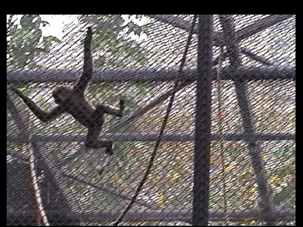monkey in Hong Kong