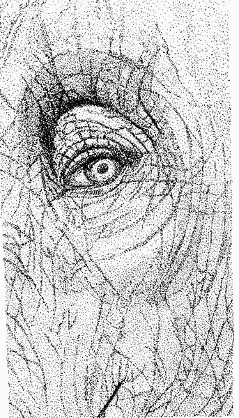 An Elephant's Eye