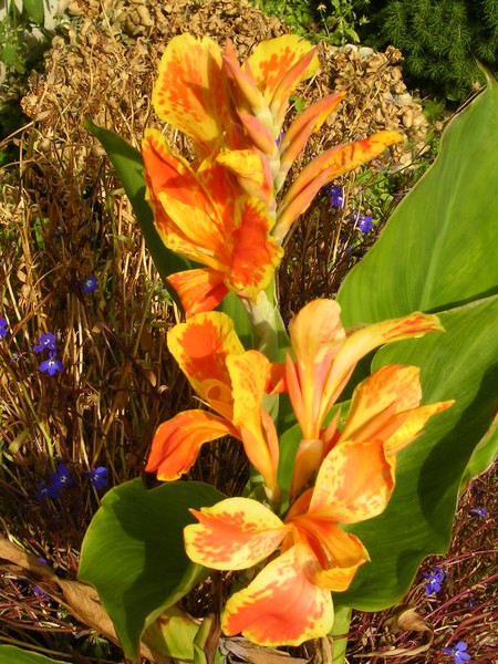 Orange Flower