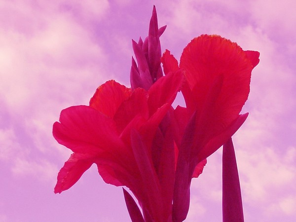 Reaching for the Sky