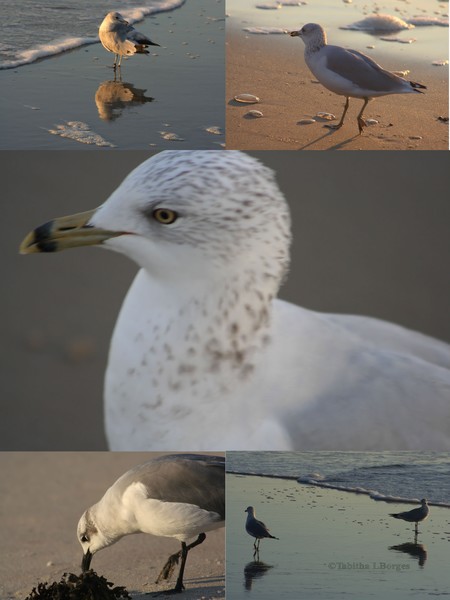 Gulls Days