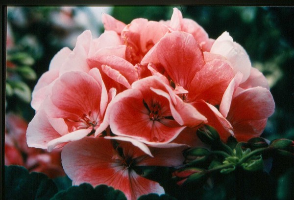 Cream Blossom