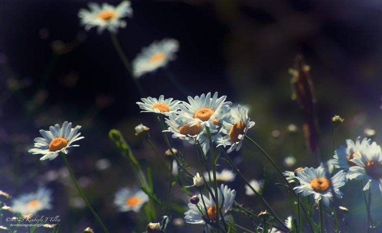 Daisies P4864