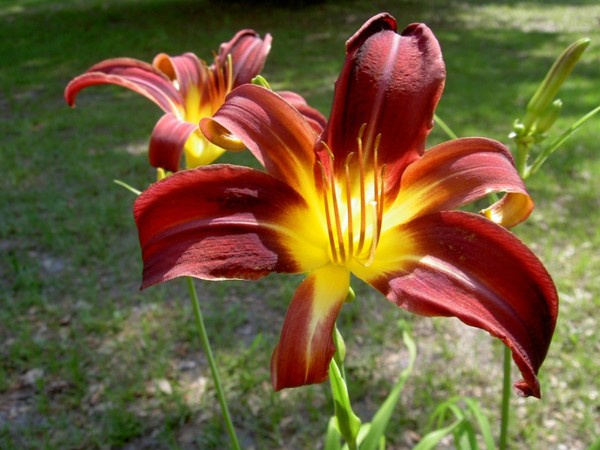 Red Daylillies in the Sun