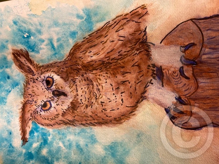 Horned Owl- watercolor- study