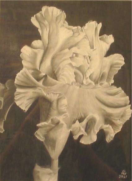 Graphite Iris 1