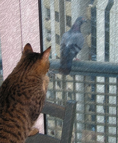 Duma checking out a Pigeon