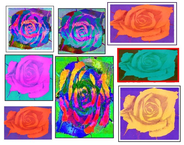 rose montage